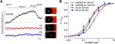 Uncoupling of Voltage- and Ligand-Induced Activation in HCN2 Channels by Glycine Inserts